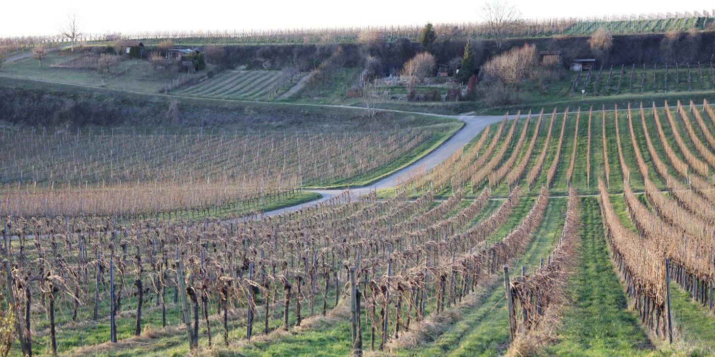 Leben in Opfingen - Genuss und Freiheit